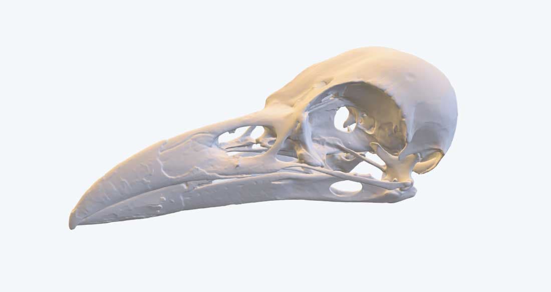 3D Scanbeispiel Artec Spider II: Rabenschädel