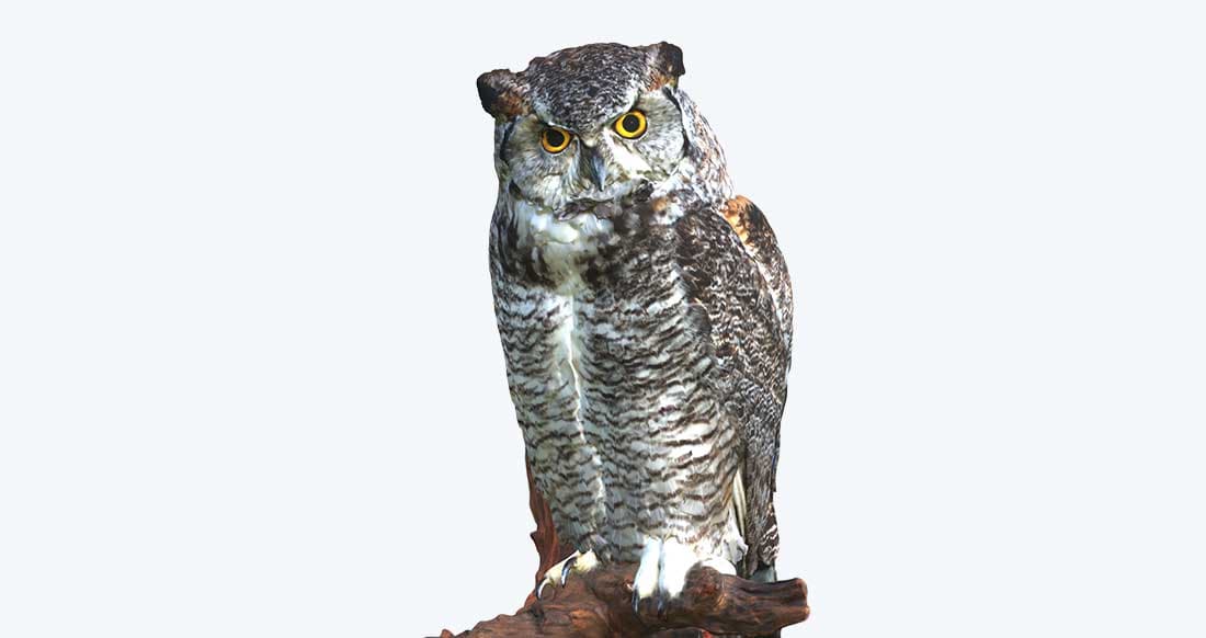 3D Scanbeispiel Artec Leo: Uhu